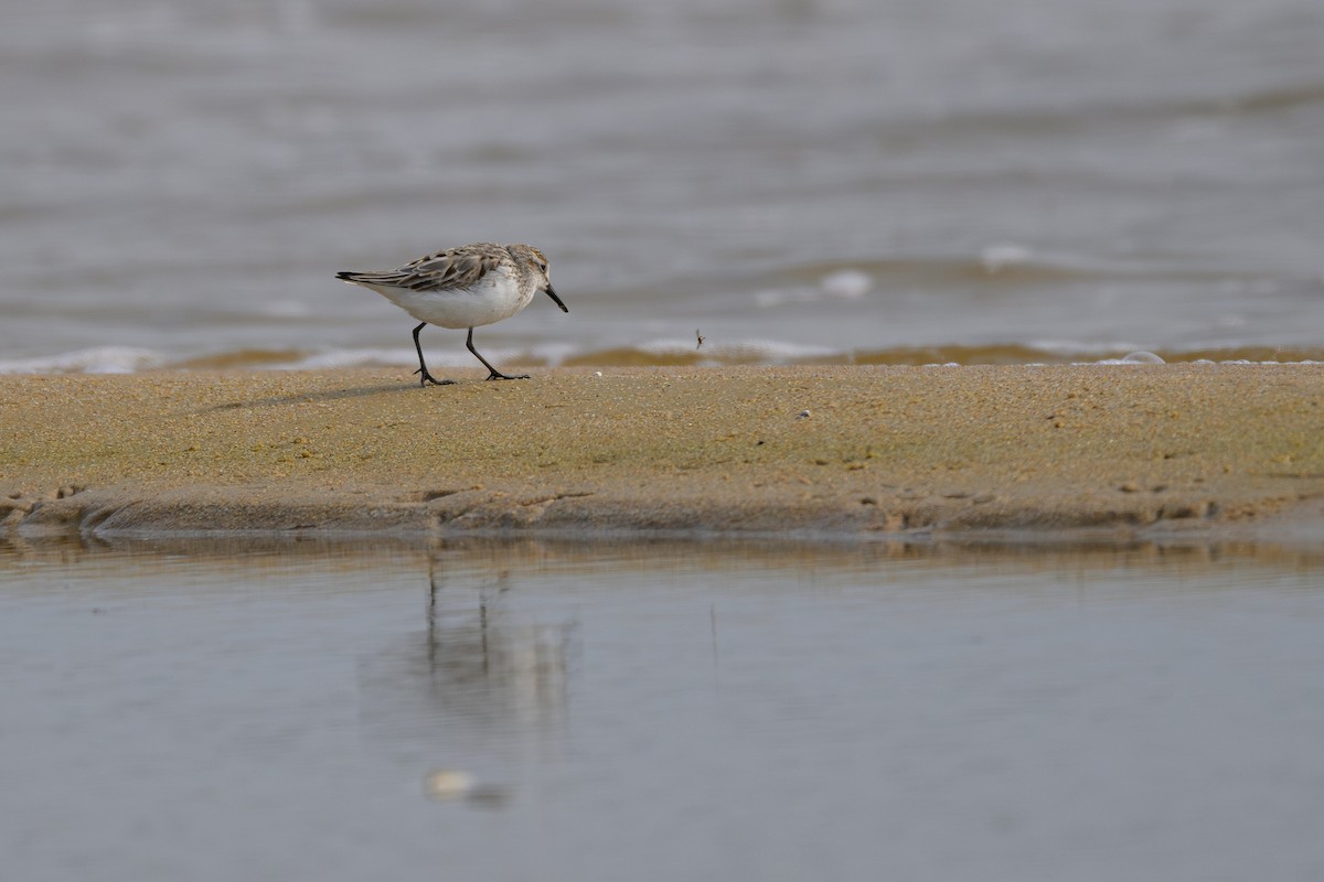 Semipalmated Sandpiper - ML622109376