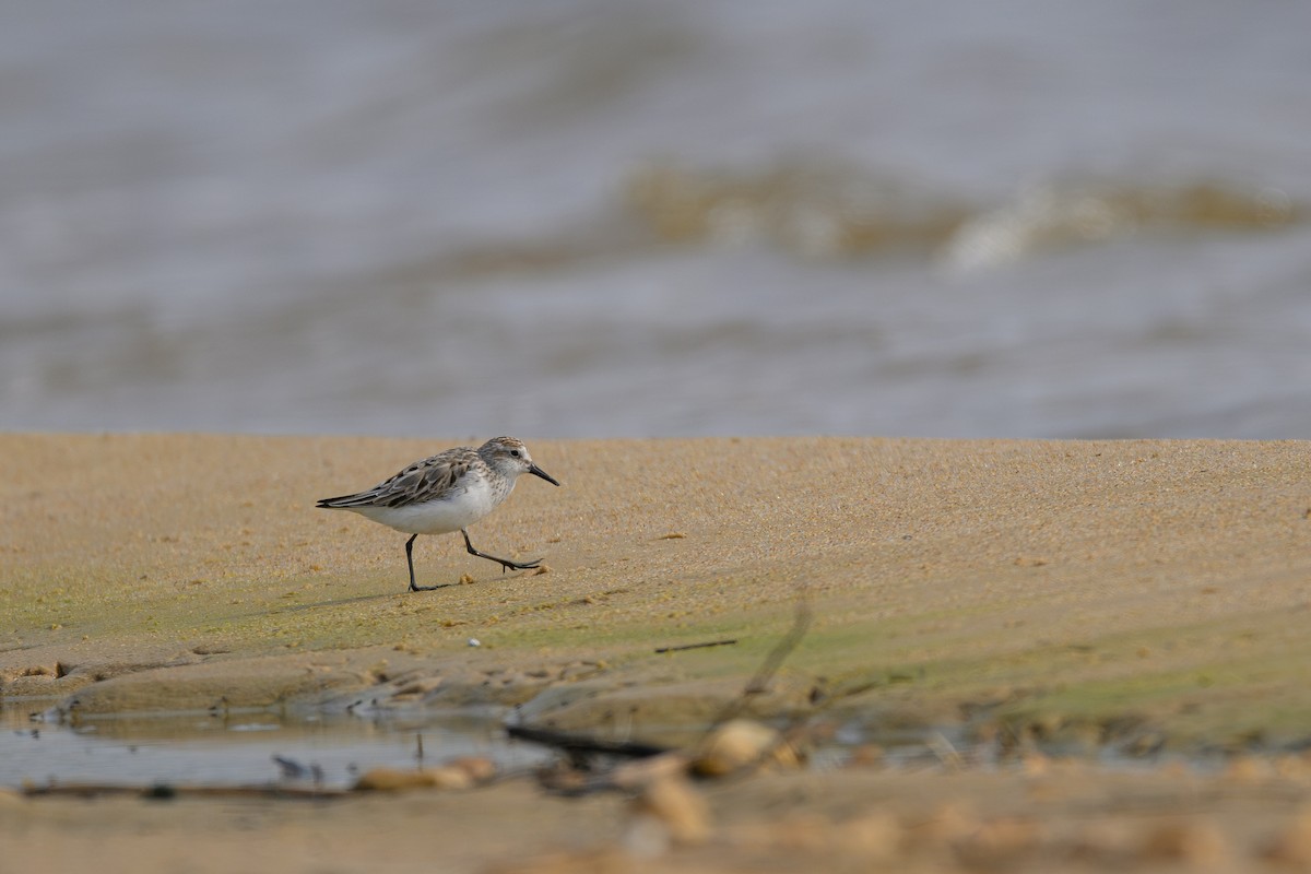 Semipalmated Sandpiper - ML622109379