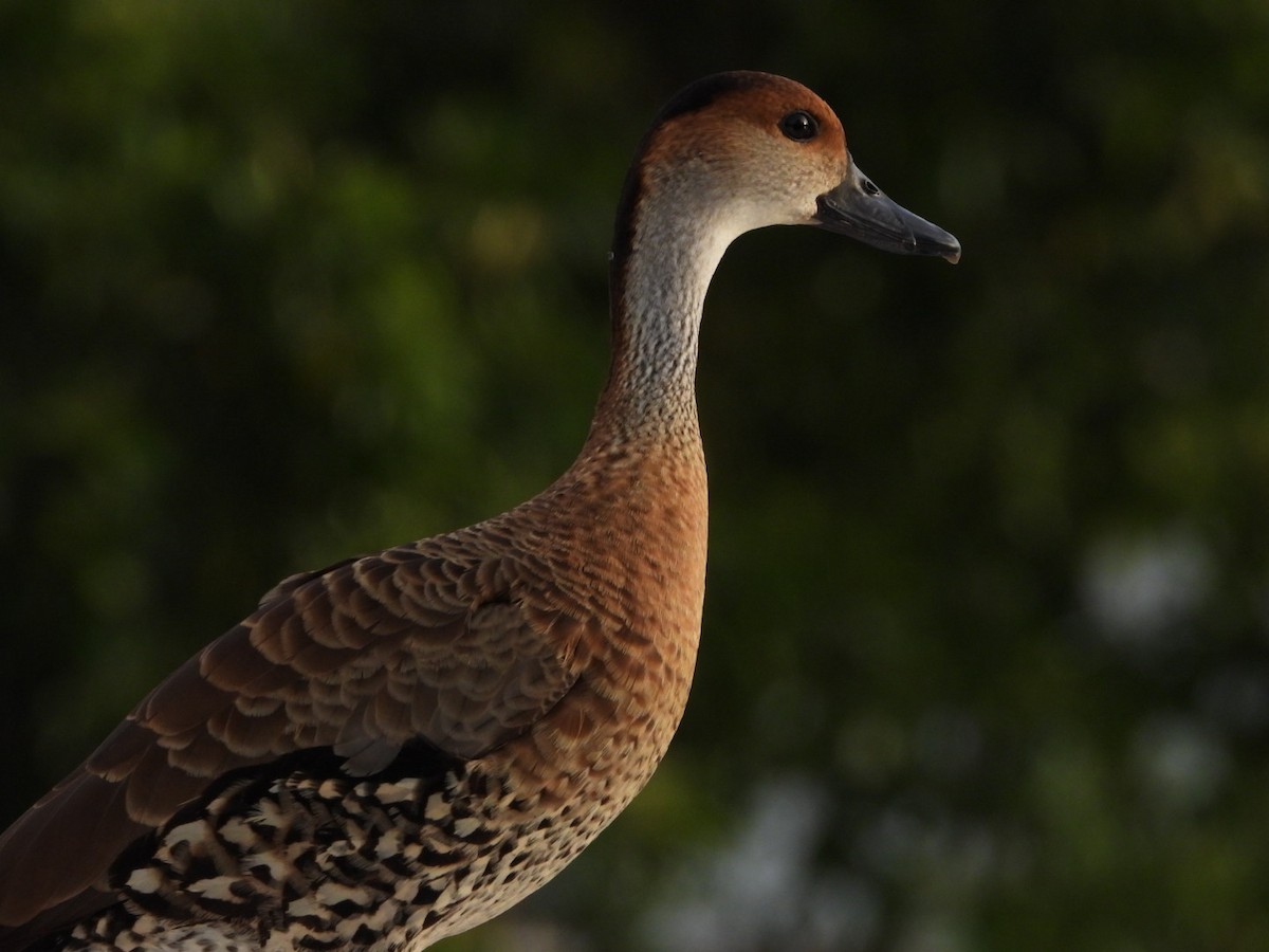 West Indian Whistling-Duck - ML622109381