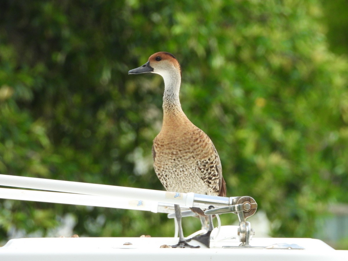 West Indian Whistling-Duck - Bill Michalek