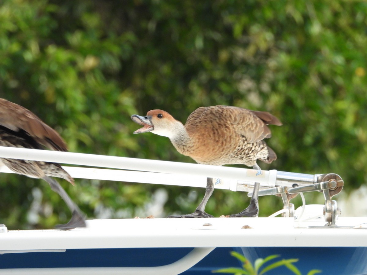 West Indian Whistling-Duck - ML622109383