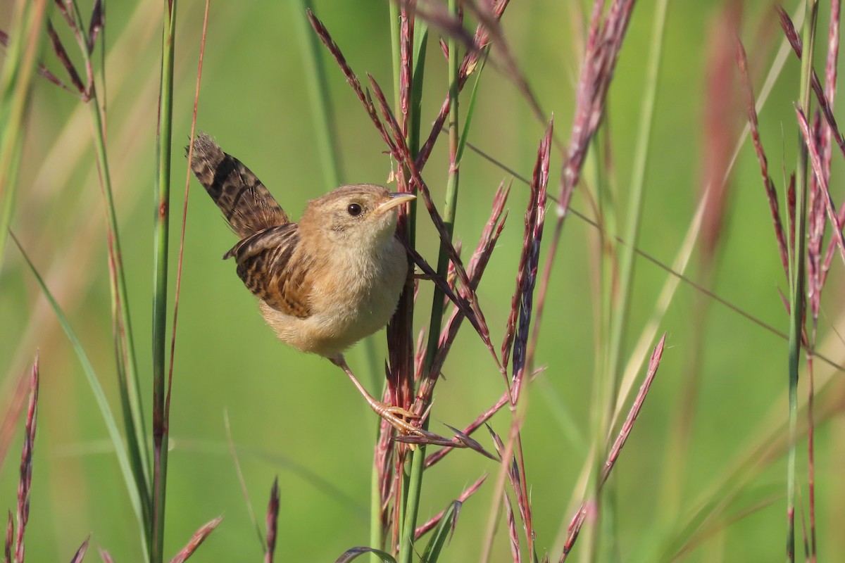 Sedge Wren - ML622109384