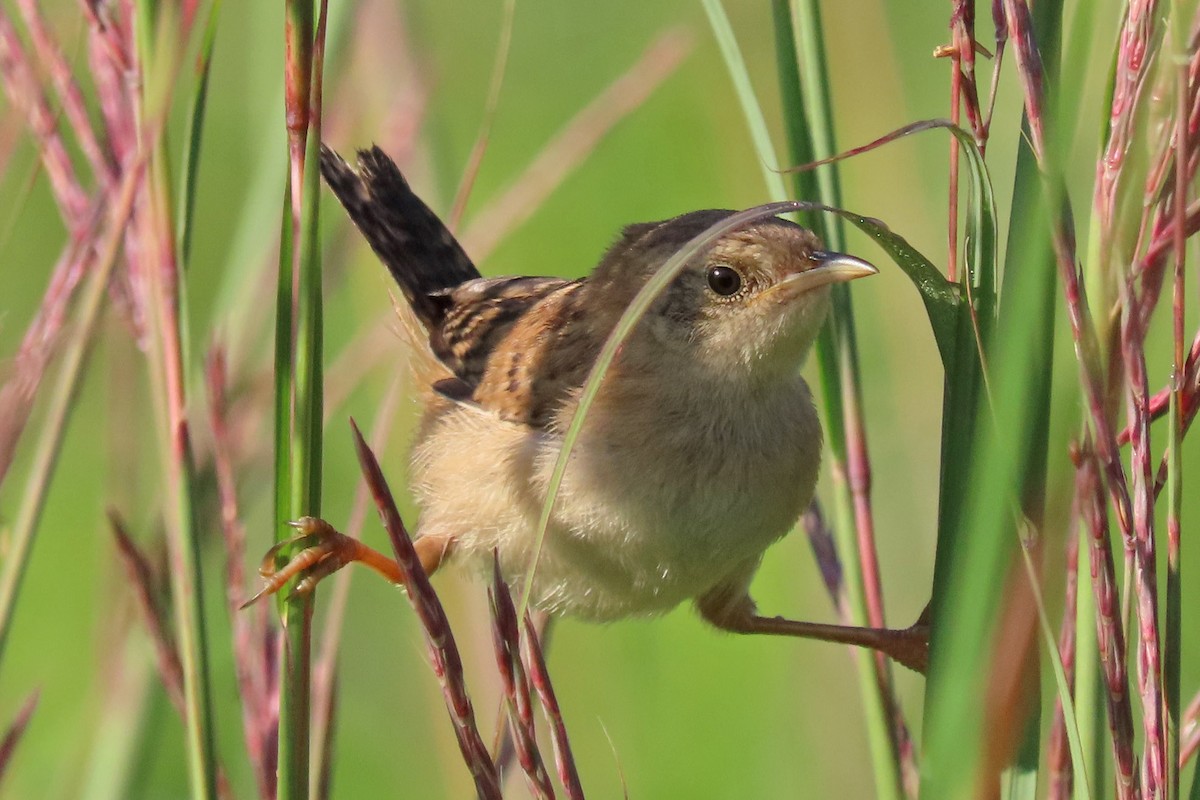 Sedge Wren - John Zakelj