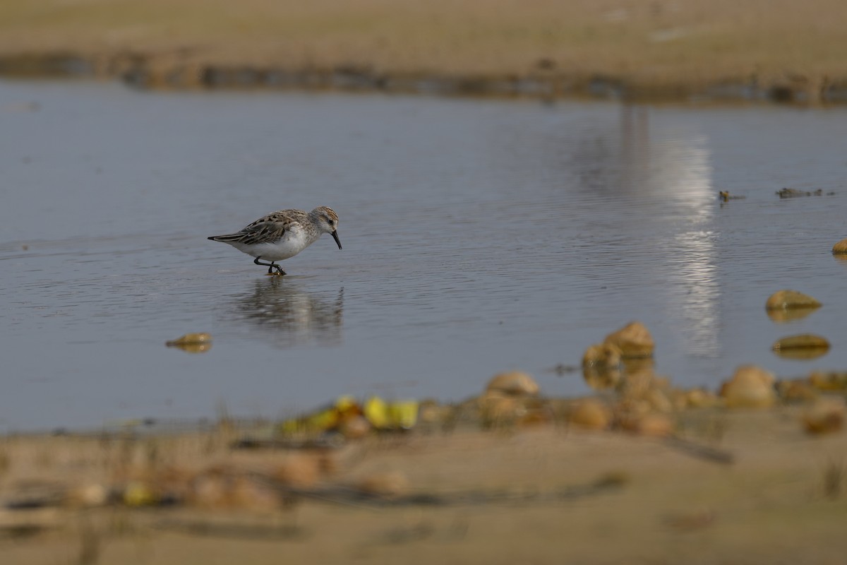 Semipalmated Sandpiper - ML622109387