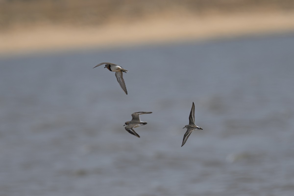 Semipalmated Sandpiper - ML622109390