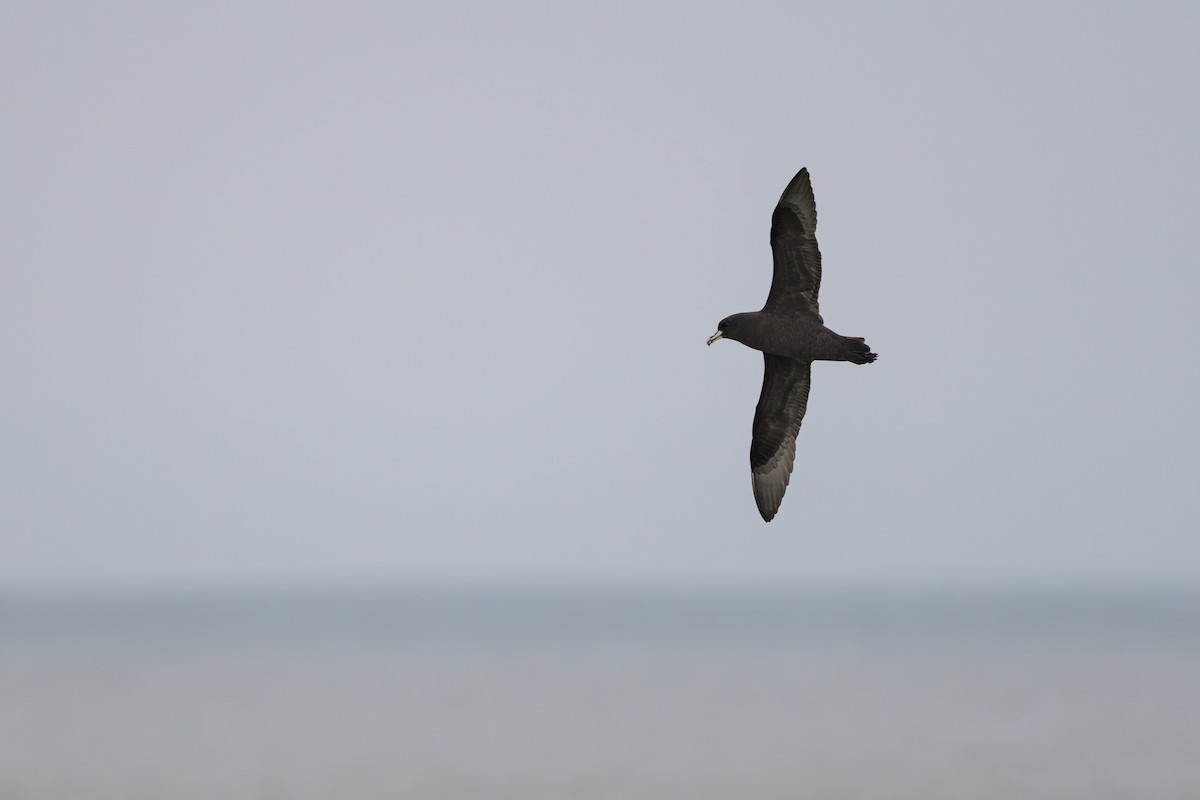 White-chinned Petrel - ML622109393