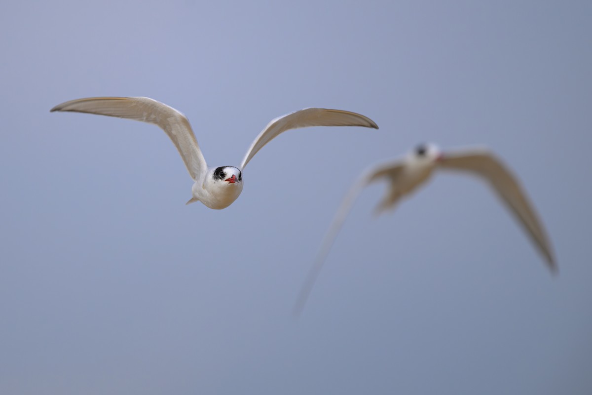 South American Tern - ML622109405