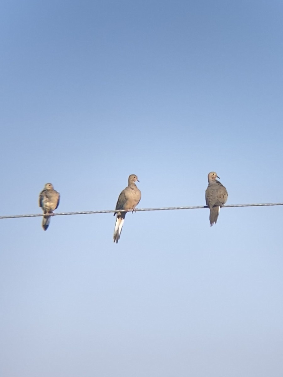 Mourning Dove - ML622109422