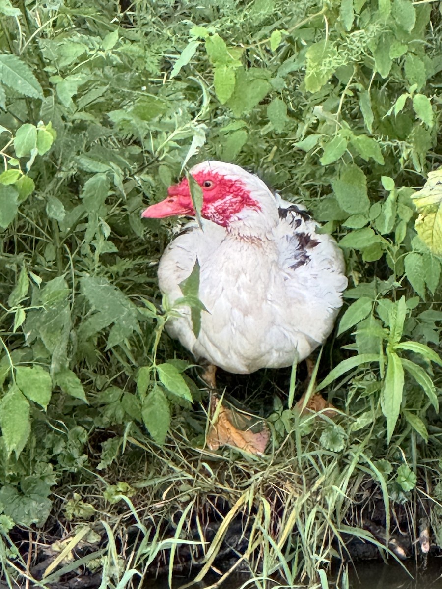 Muscovy Duck (Domestic type) - ML622109443