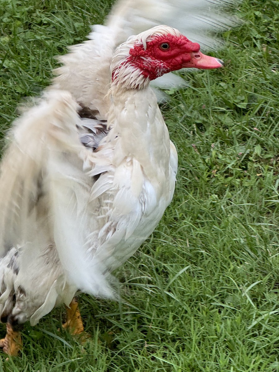 Muscovy Duck (Domestic type) - ML622109444