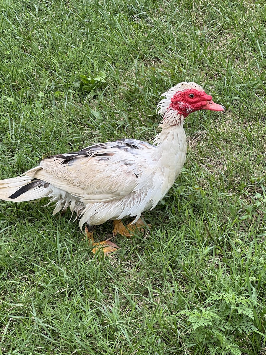 Muscovy Duck (Domestic type) - ML622109445