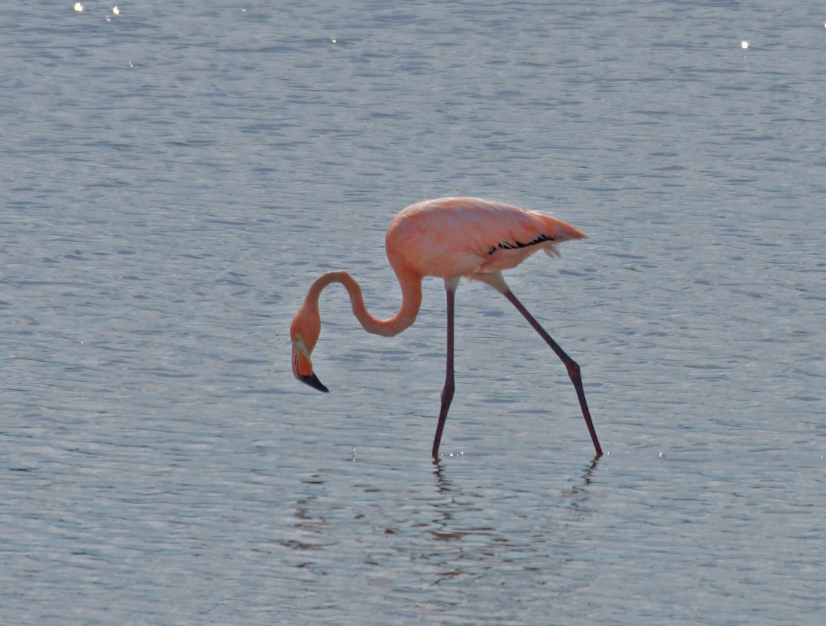 Flamant des Caraïbes - ML622109522