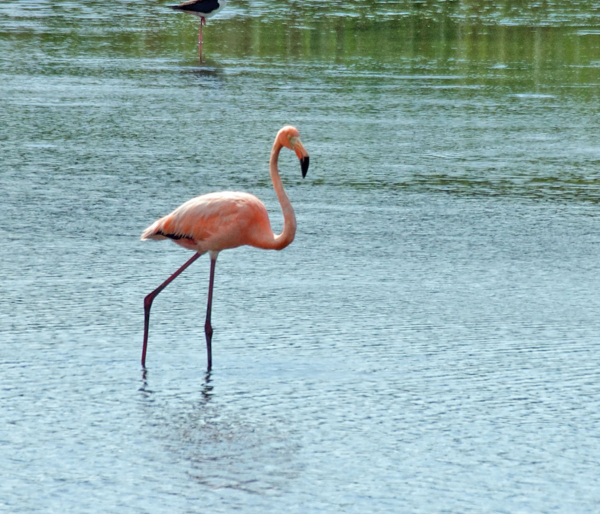 Flamant des Caraïbes - ML622109523