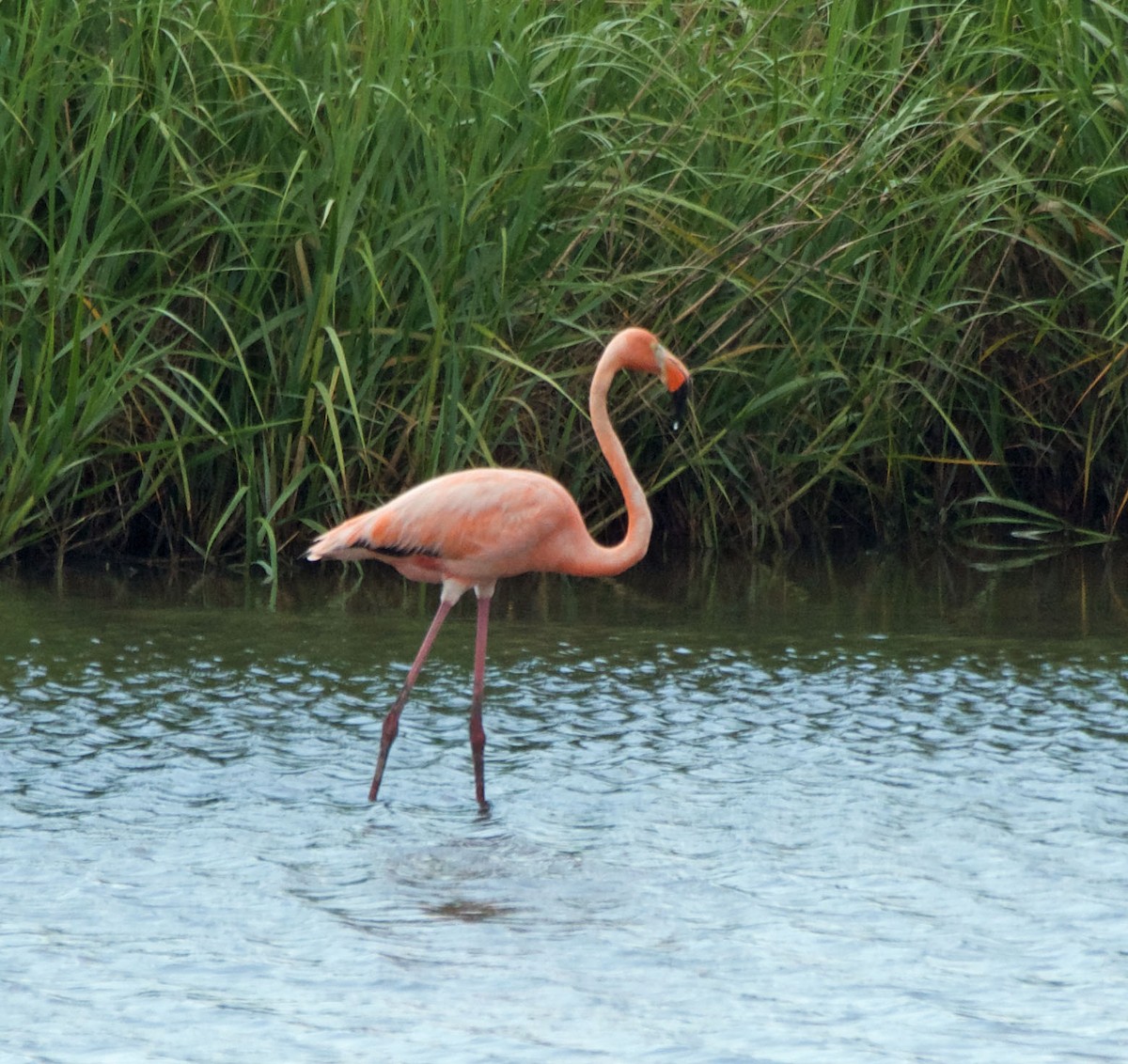 Flamant des Caraïbes - ML622109524