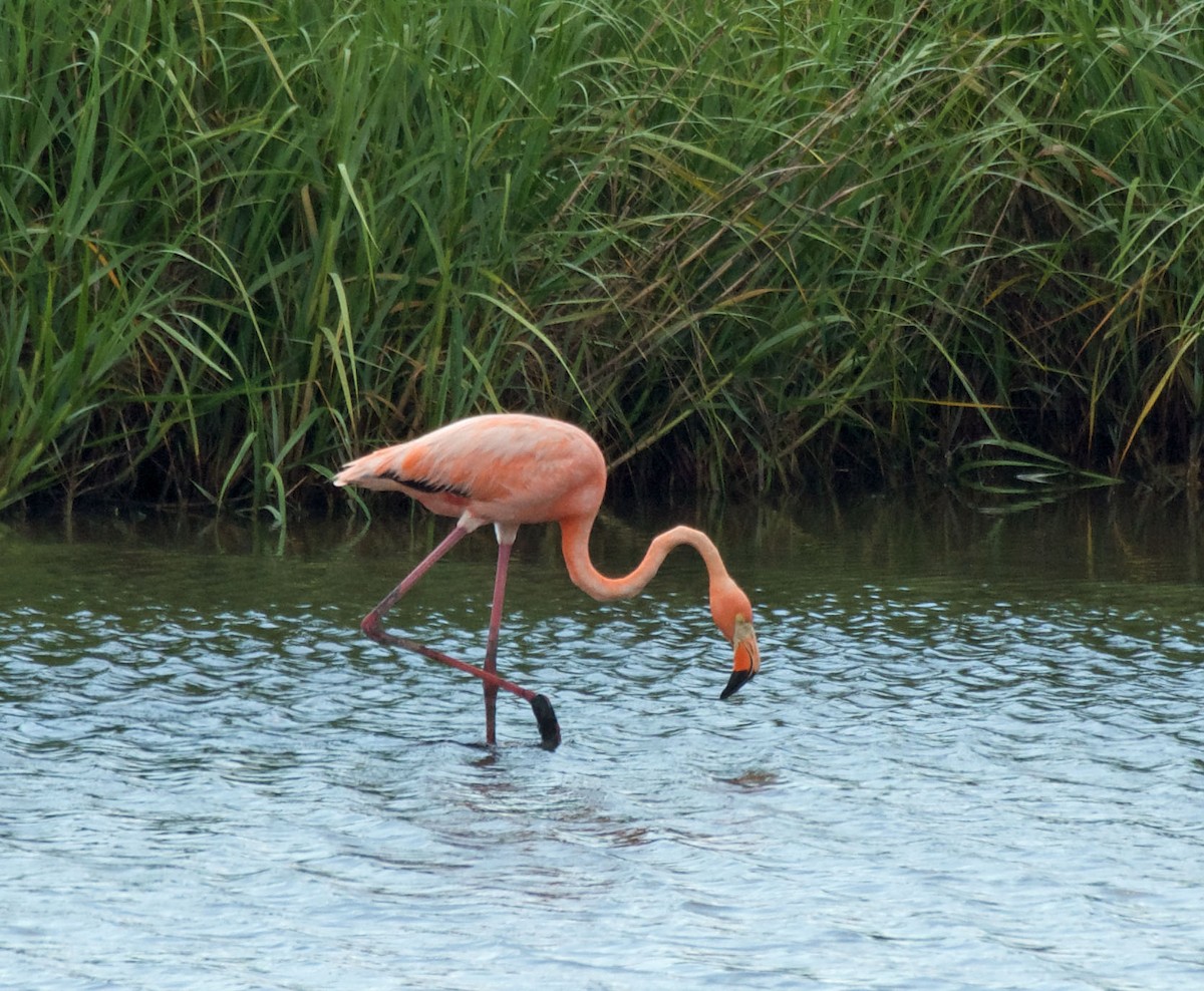 Flamant des Caraïbes - ML622109525