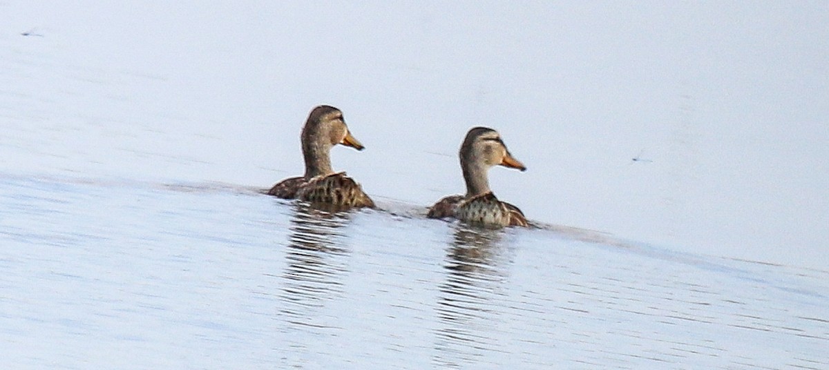 Canard souchet - ML622109526