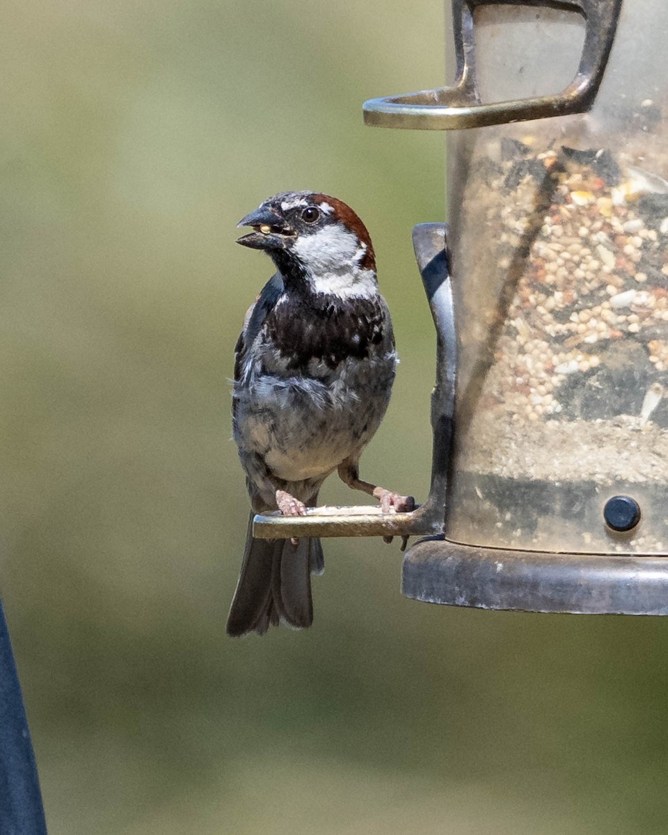 Moineau domestique - ML622109528