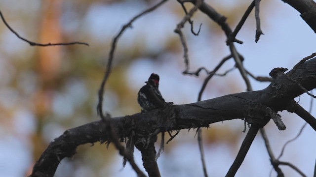 Pic à nuque rouge - ML622109540