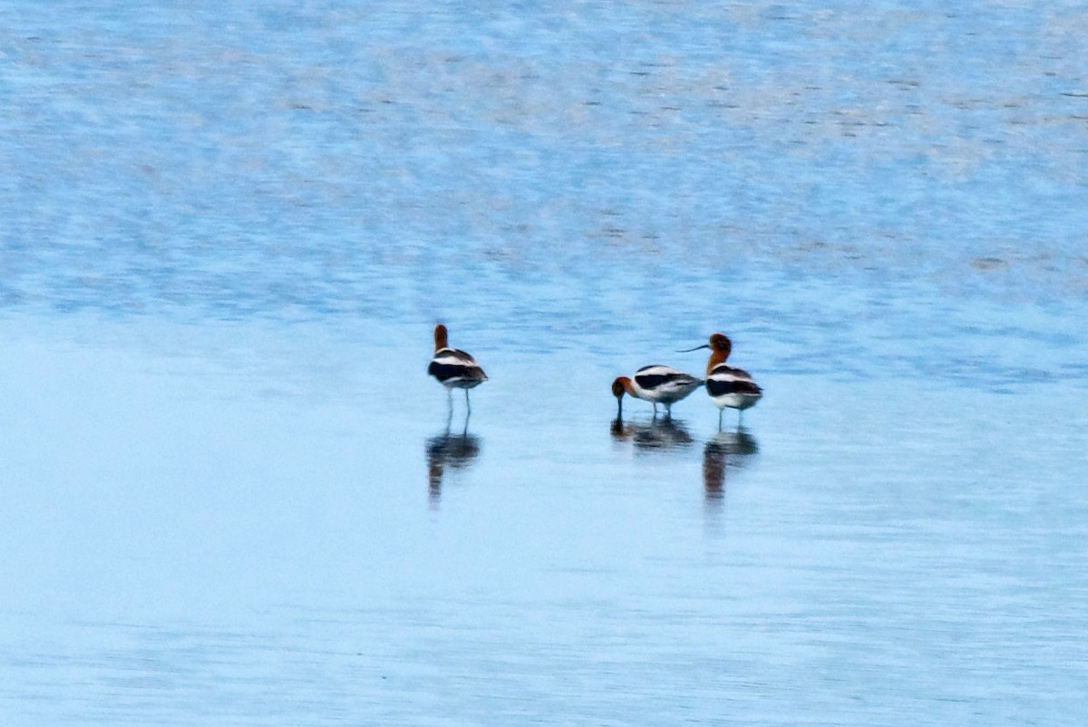 Avocette d'Amérique - ML622109553
