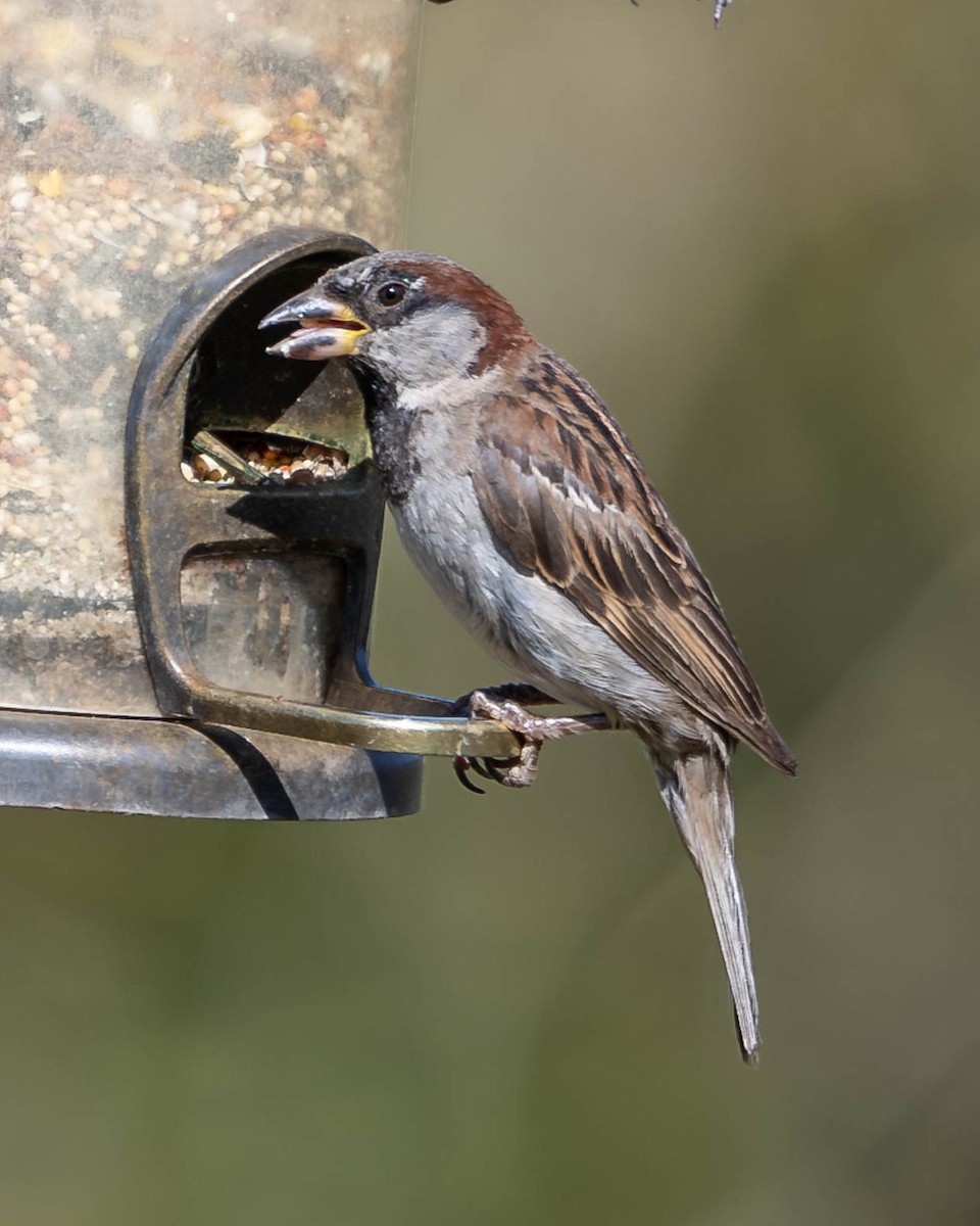 Moineau domestique - ML622109557