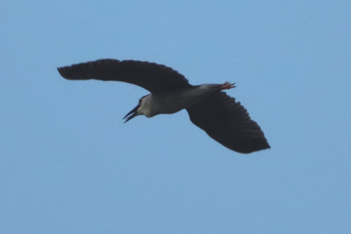 Black-crowned Night Heron - ML622109558