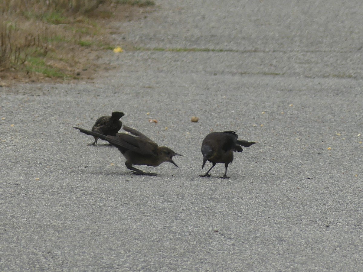 Great-tailed Grackle - ML622109573