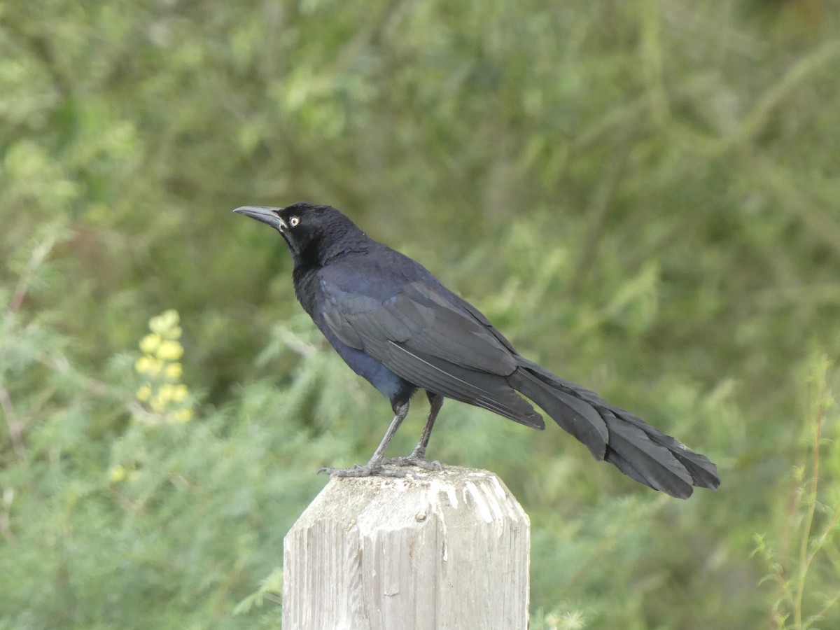 Great-tailed Grackle - ML622109575