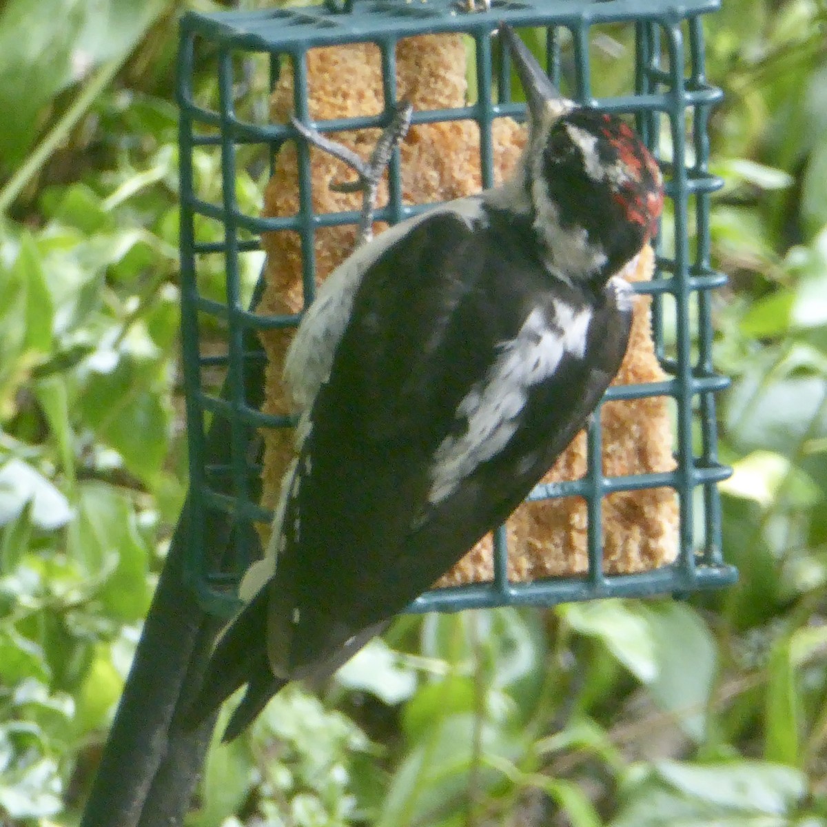 Hairy Woodpecker - ML622109576