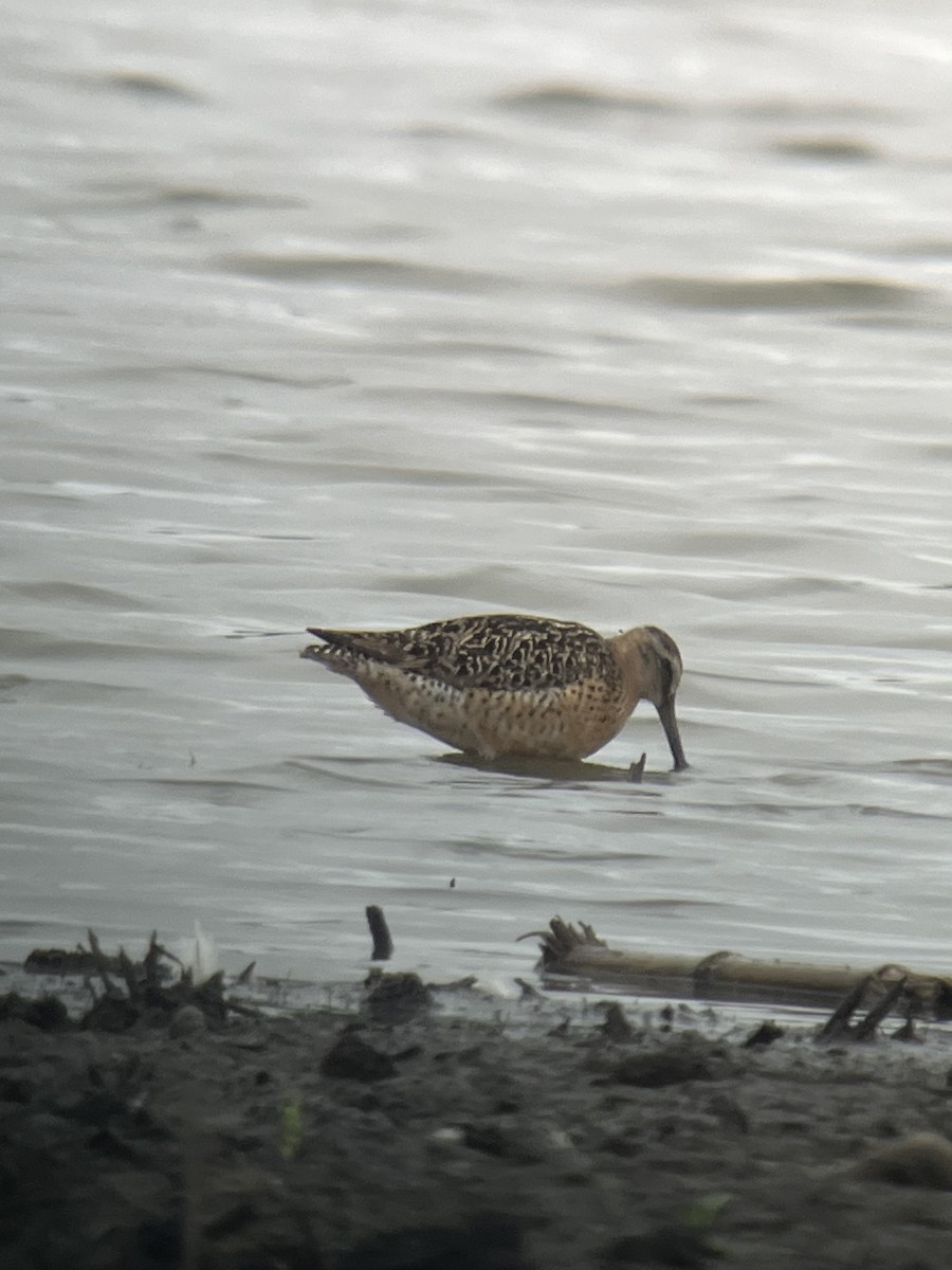 Short-billed Dowitcher - ML622109581