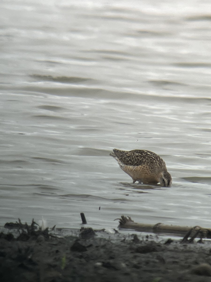 Short-billed Dowitcher - ML622109582