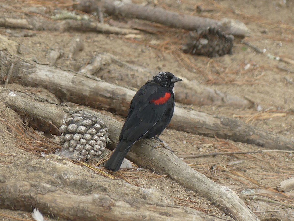 Red-winged Blackbird - ML622109583