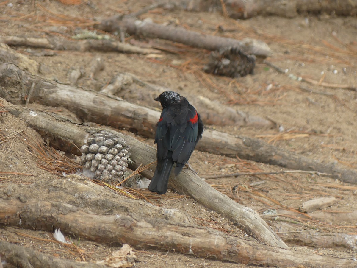 Red-winged Blackbird - ML622109584