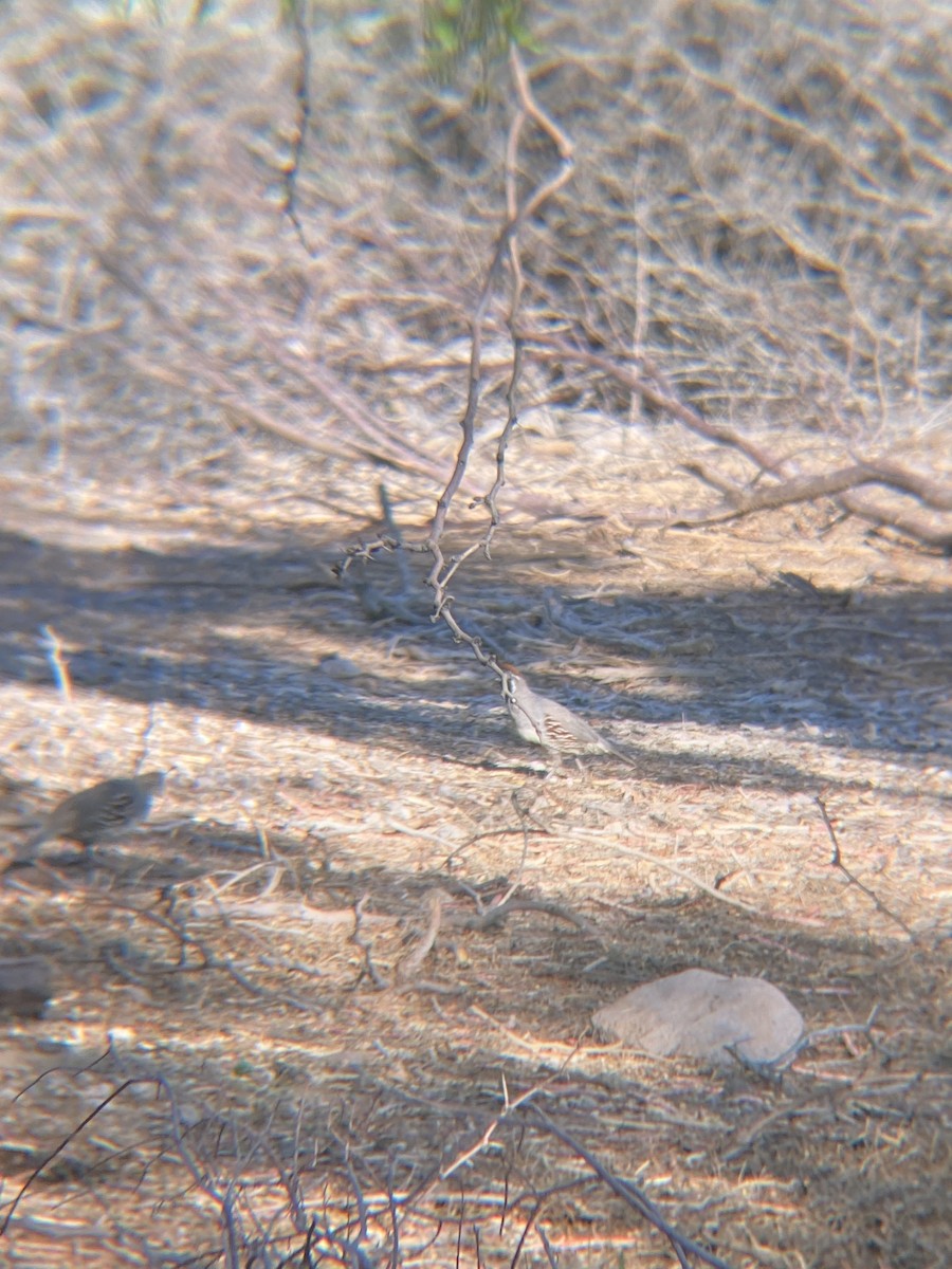 Gambel's Quail - ML622109585