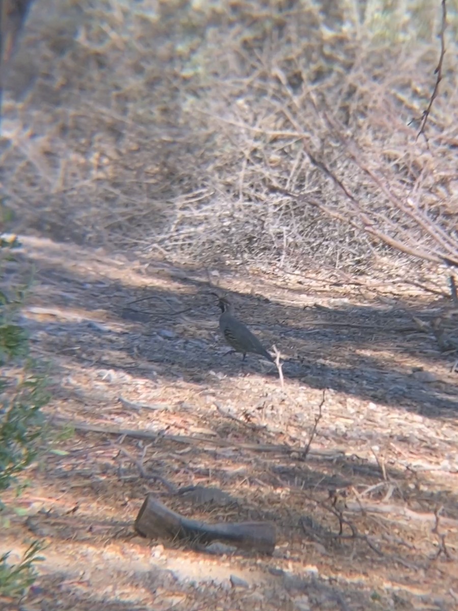 Gambel's Quail - ML622109586