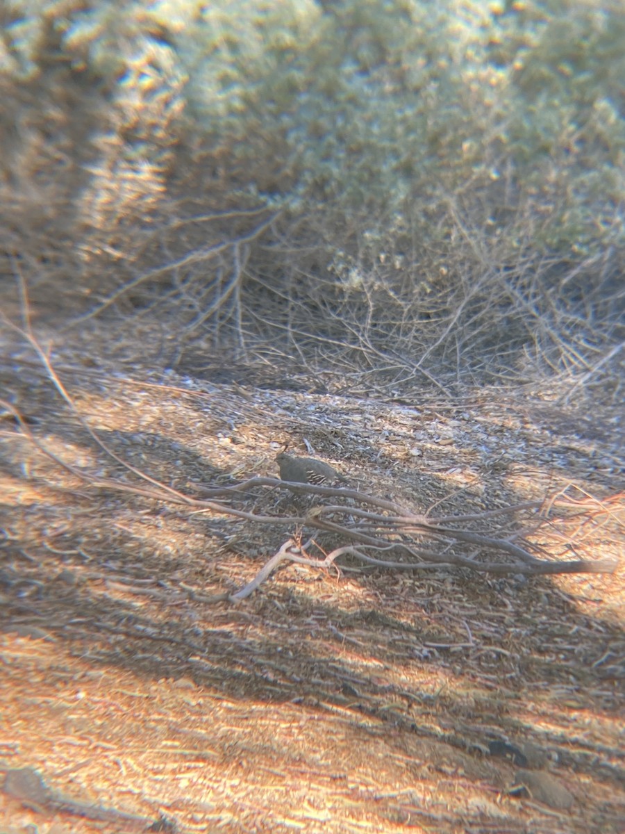 Gambel's Quail - ML622109587