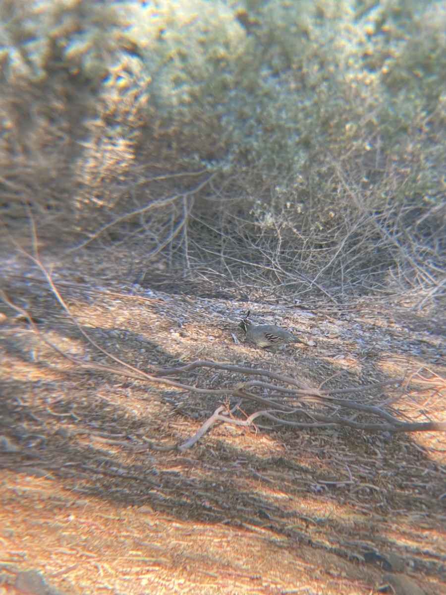 Gambel's Quail - ML622109588