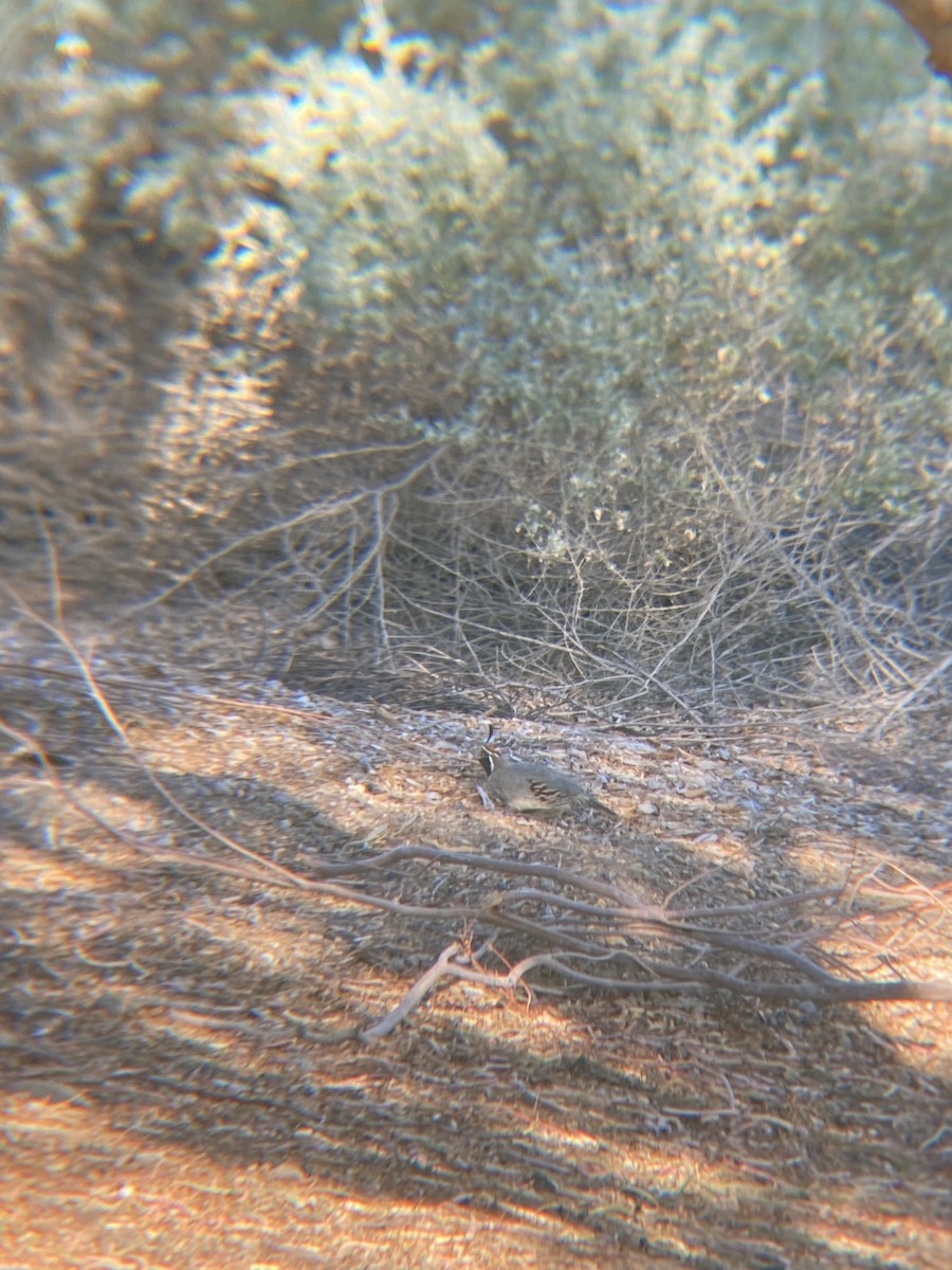 Gambel's Quail - ML622109589