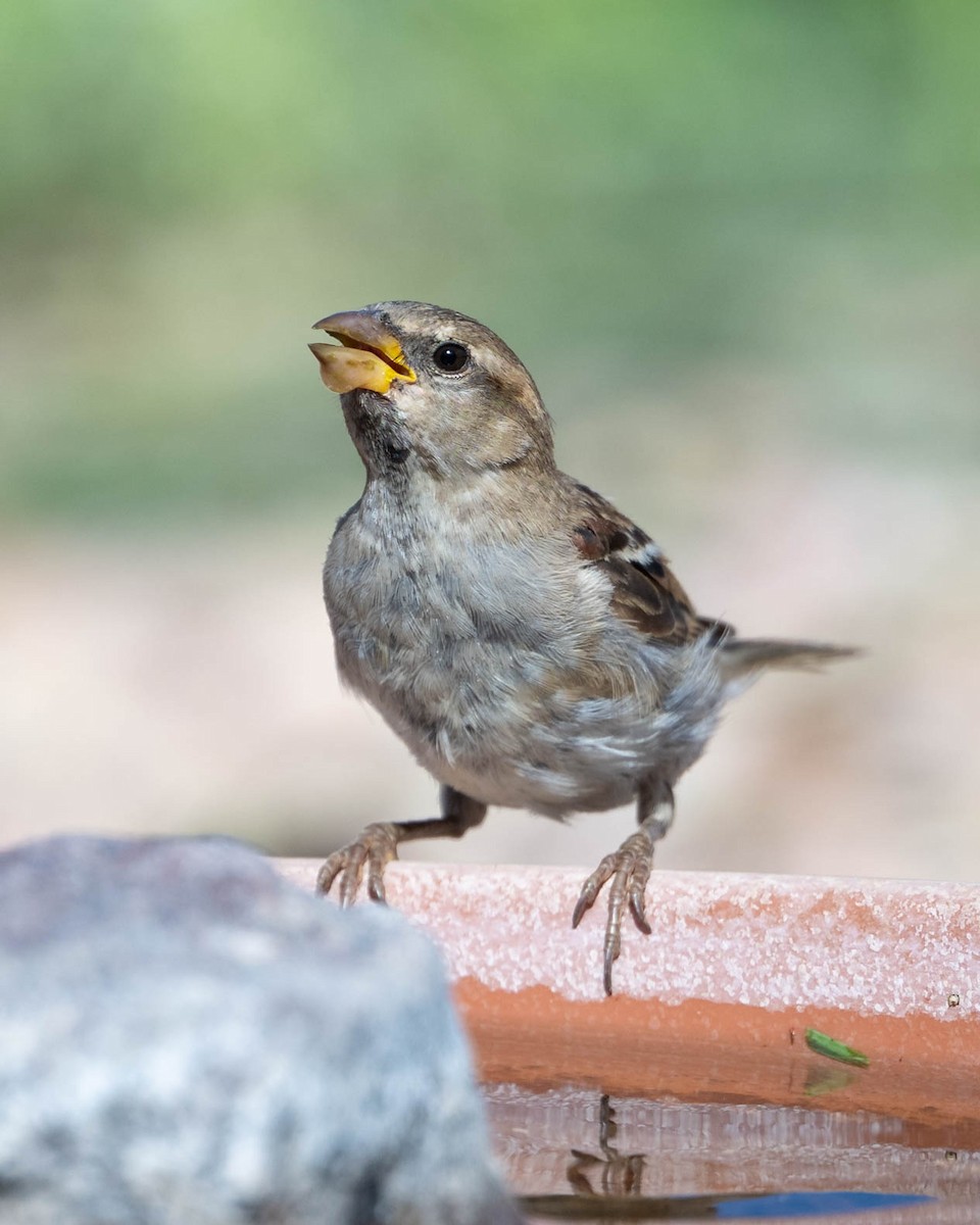 House Sparrow - ML622109591