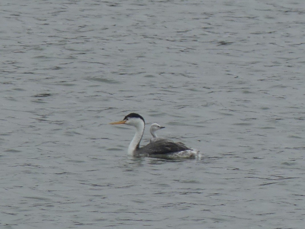 Clark's Grebe - ML622109593