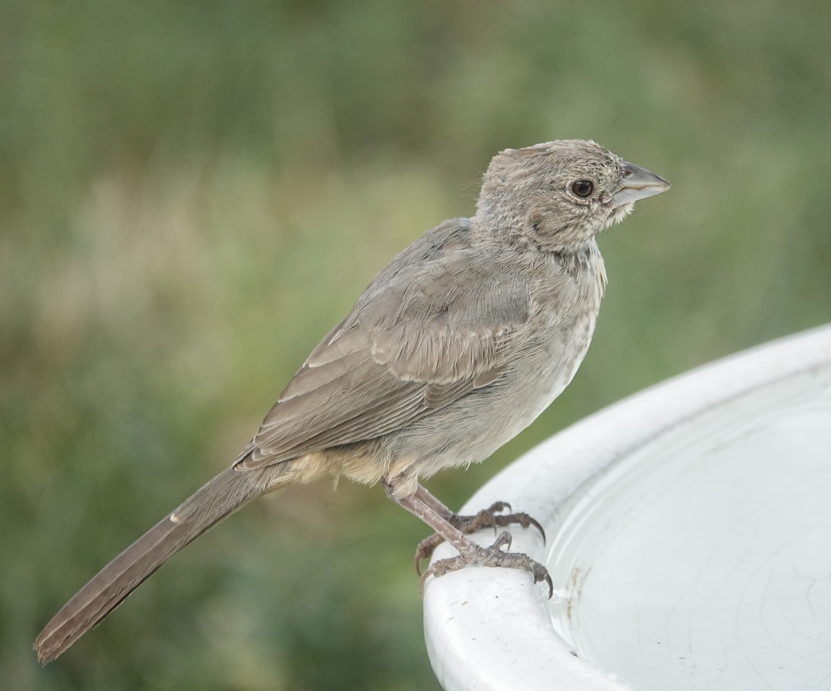 Canyon Towhee - Holly Key