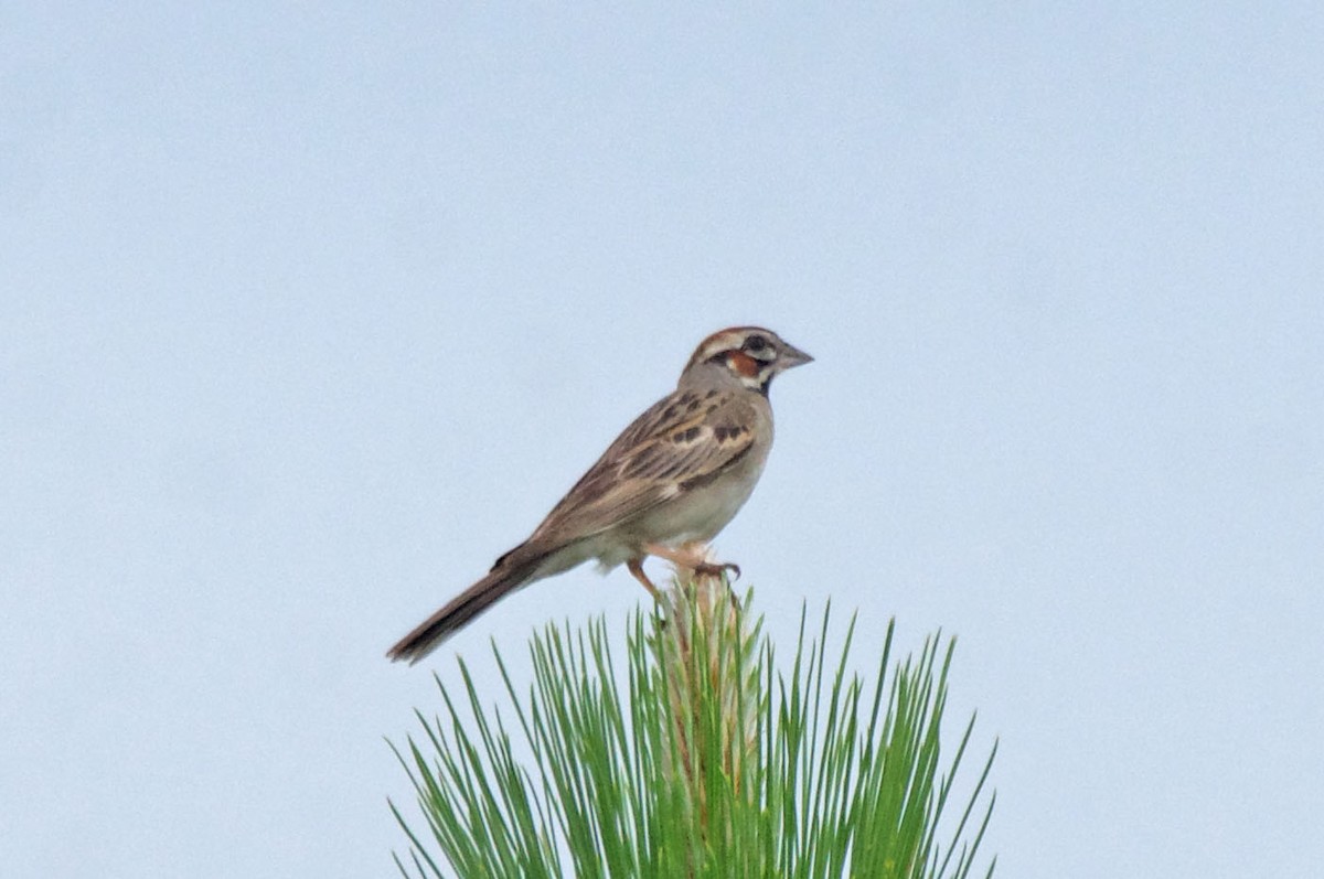 Lark Sparrow - ML622109597