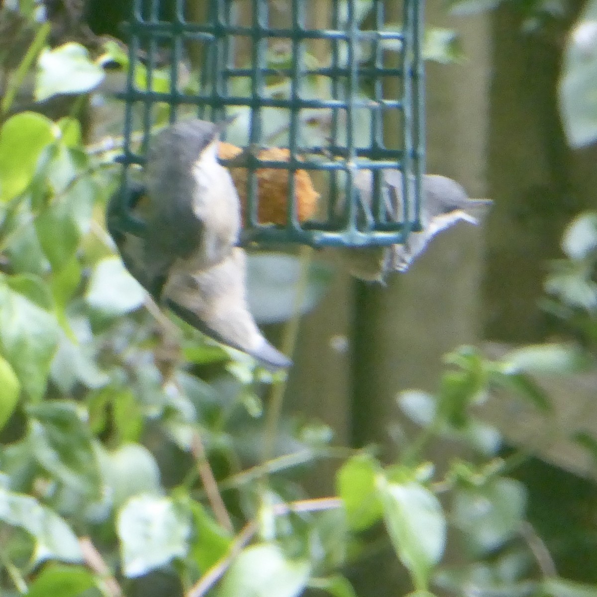 Pygmy Nuthatch - ML622109602