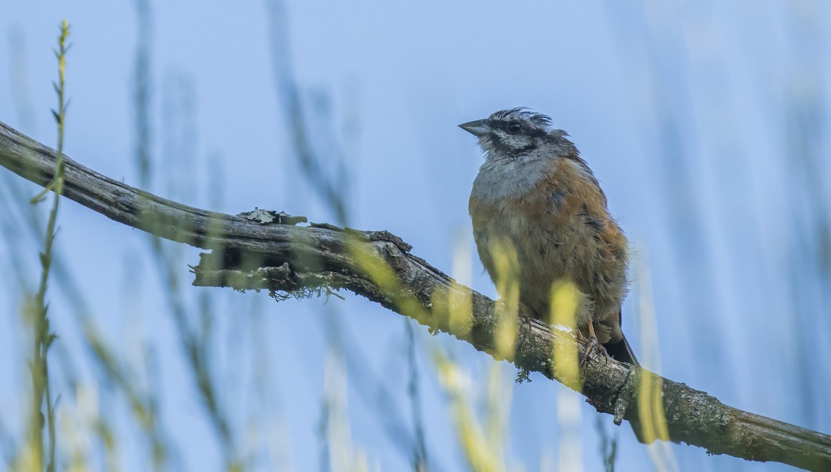 Rock Bunting - ML622109603