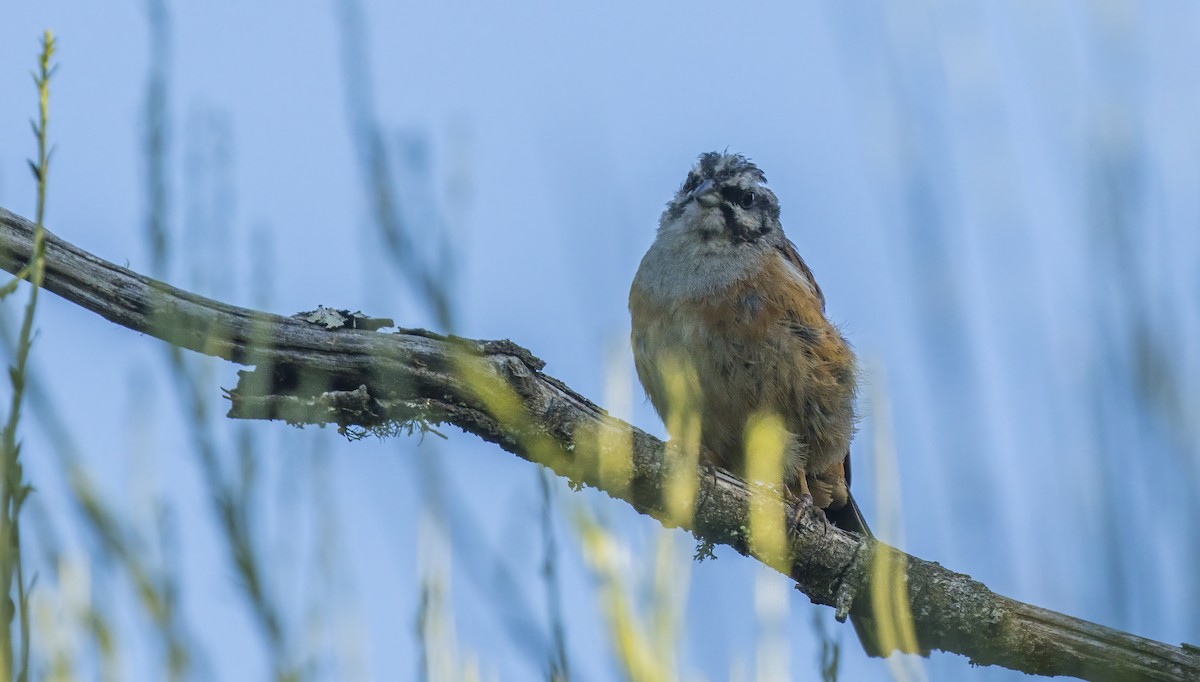 Rock Bunting - ML622109604