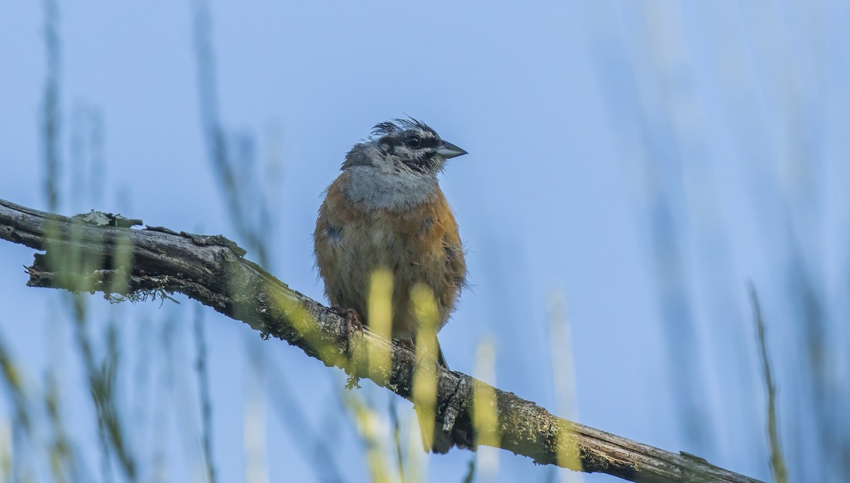 Rock Bunting - ML622109608