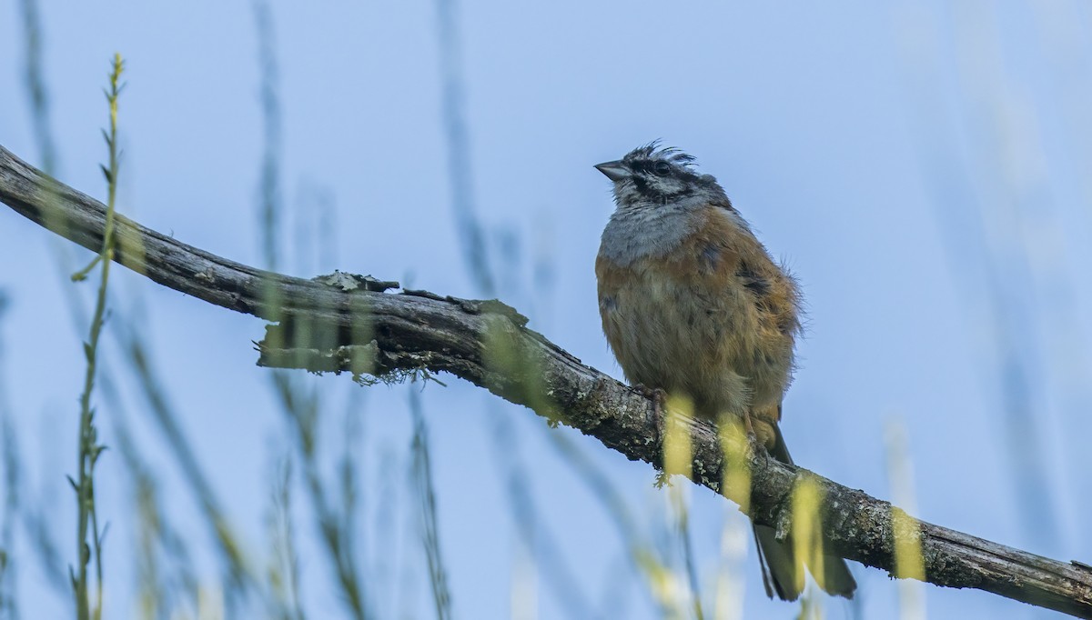 Rock Bunting - ML622109609