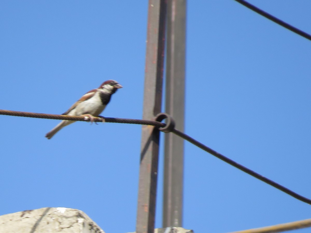 House Sparrow - ML622109629