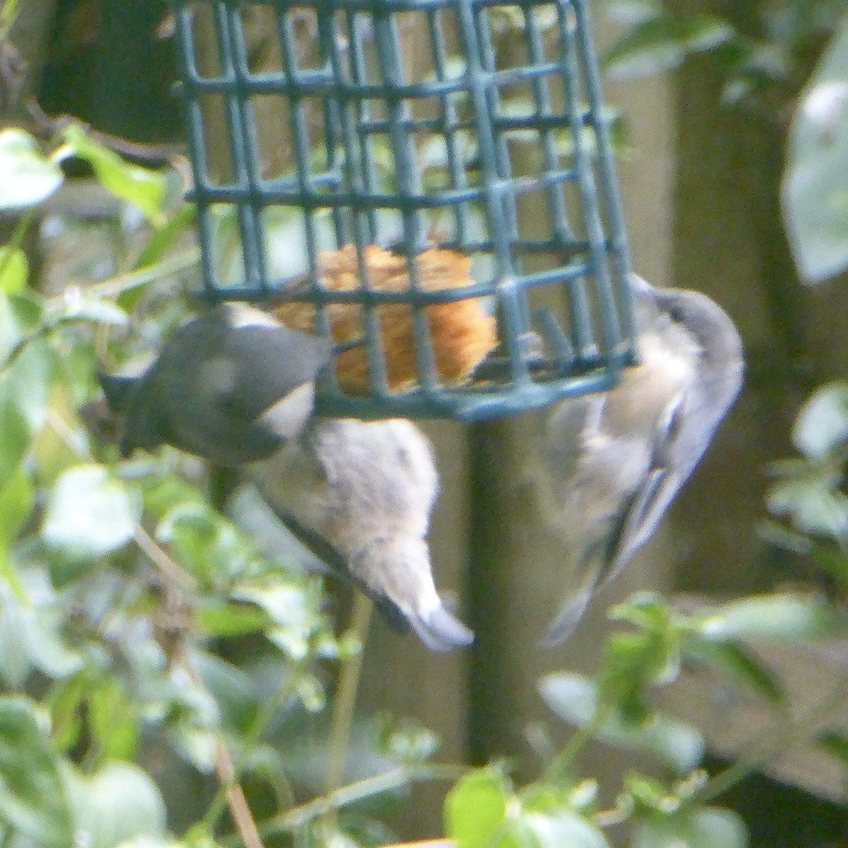 Pygmy Nuthatch - Anonymous