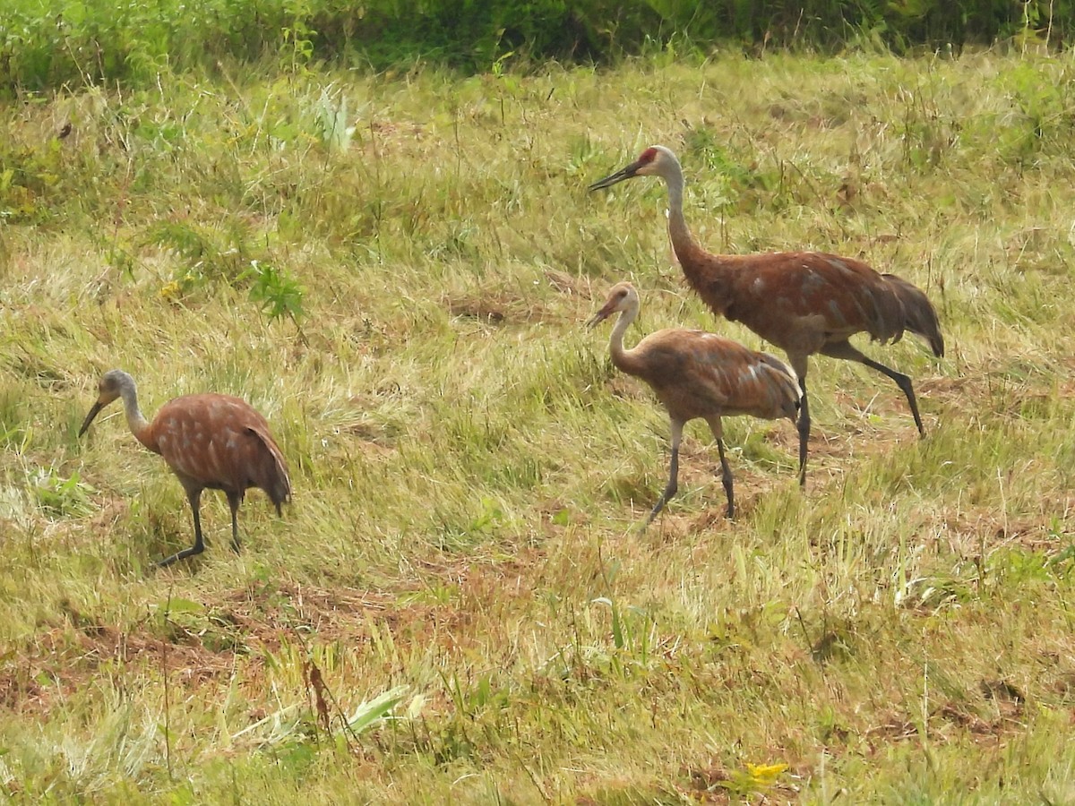 Sandhill Crane - ML622109664