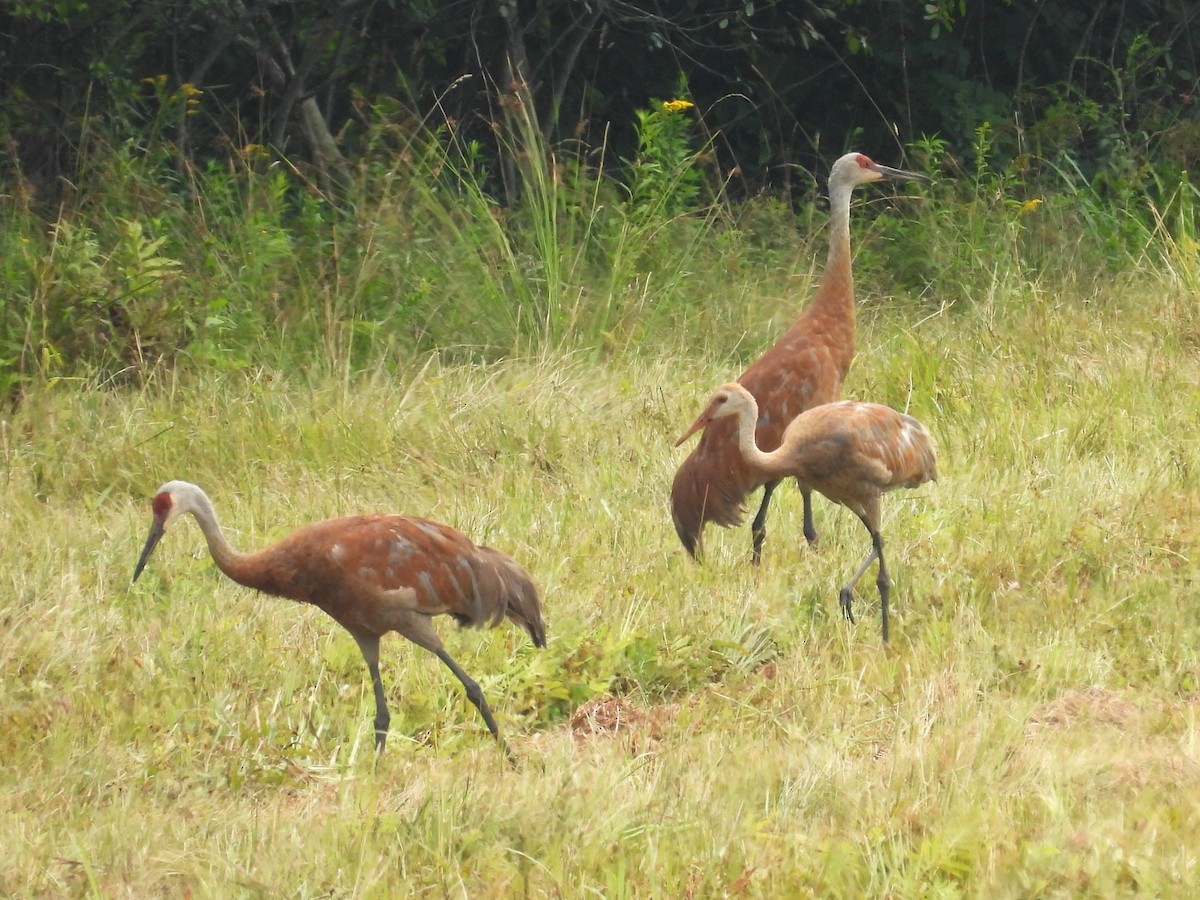 Sandhill Crane - ML622109665